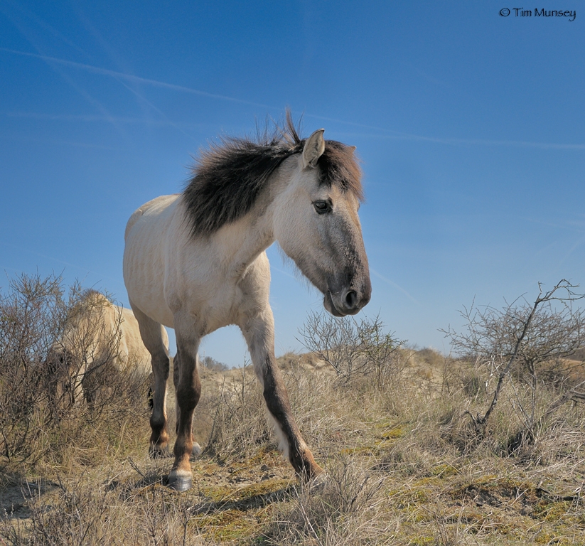 Konik Horses 0410_4.jpg